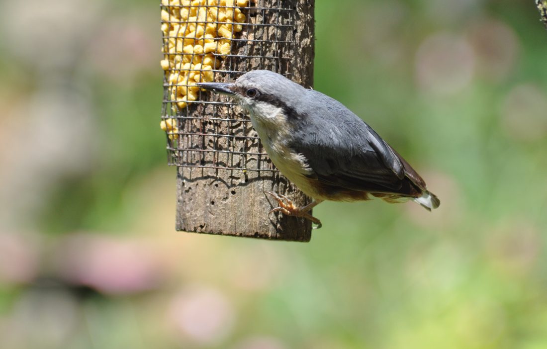 How Ivel Valley Bird Food found the key to success.