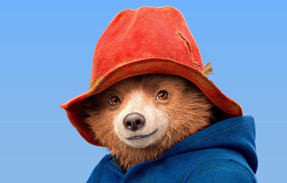 Paddington bear in his red hat and blue coat against a plain blue background.