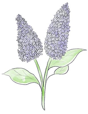 Lilac flower illustration for the book "Knitted Flowers" from Gifts to Me, GMC Publications