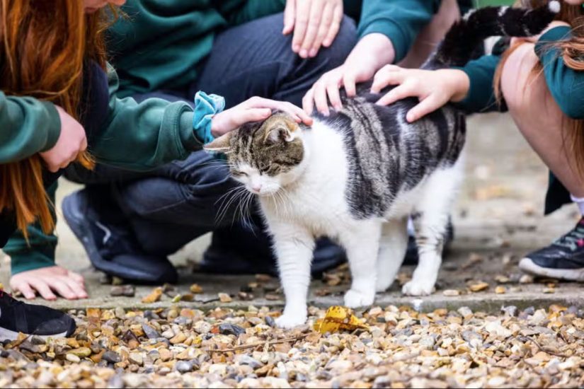 Cat Who Calms Warwickshire School Pupils Is Nominated For National Cat Awards