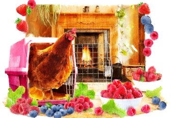 An illustration of a rooster next to a fireplace with lots of farm blueberries and raspberries scattered around.