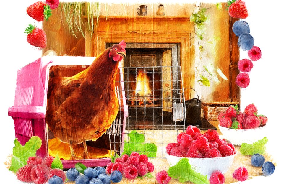 An illustration of a rooster next to a fireplace with lots of farm blueberries and raspberries scattered around.