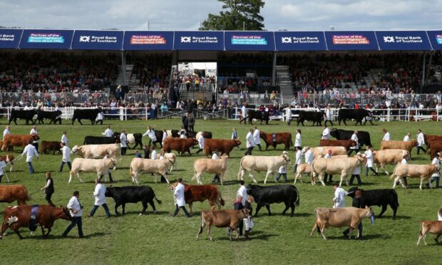 A photo taken on a previous Highland Show event with cattle of different colours walking across the lawn.