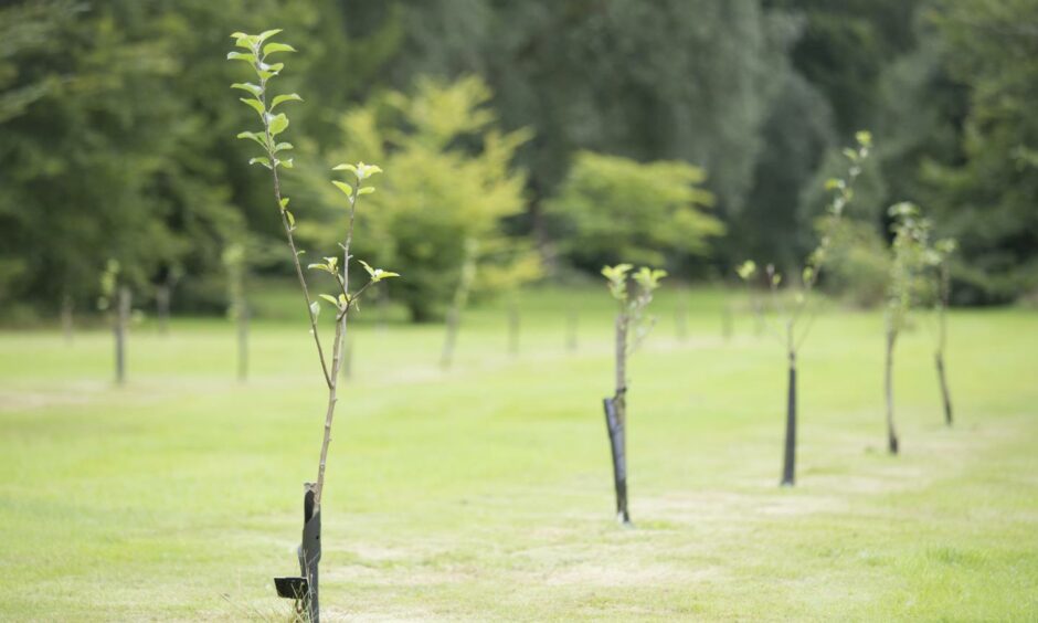 More and more land is being purchased for tree planting.