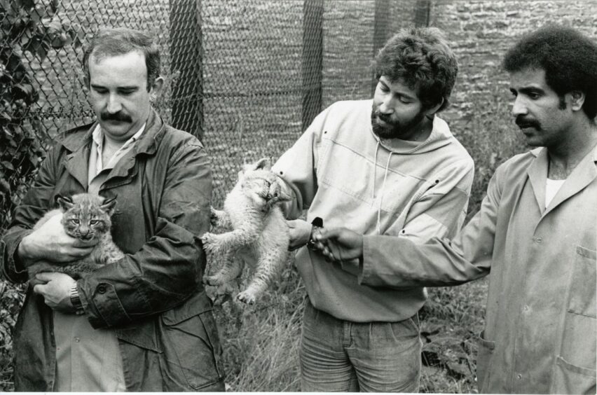Men holding some lynx cubs at Camperdown Wildlife Park in 1987. Image: DC Thomson.