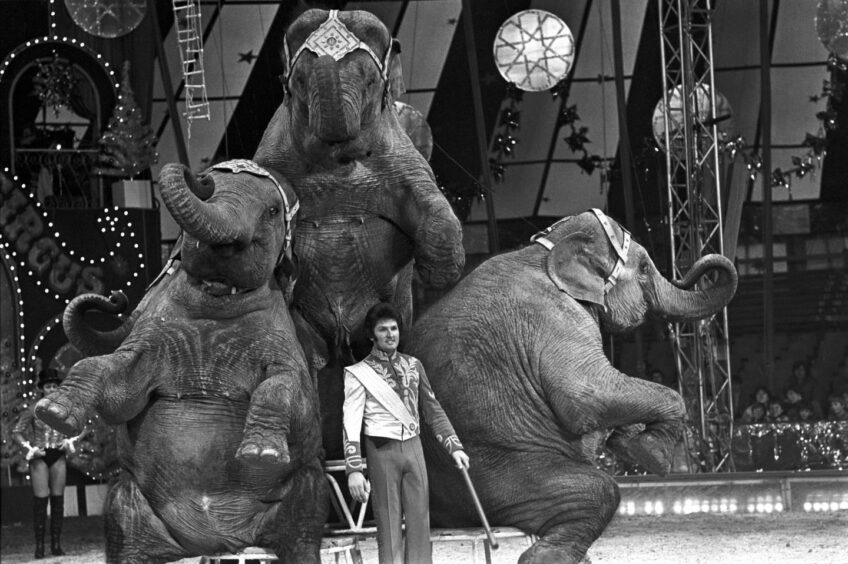 Circus act using elephants, appearing at Billy Smart's Circus in 1979.