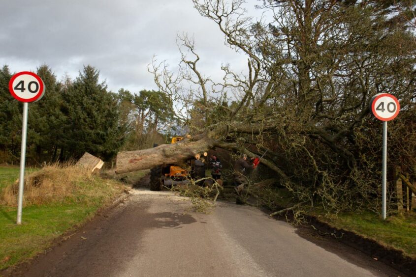 A fallen tree blocking a road
