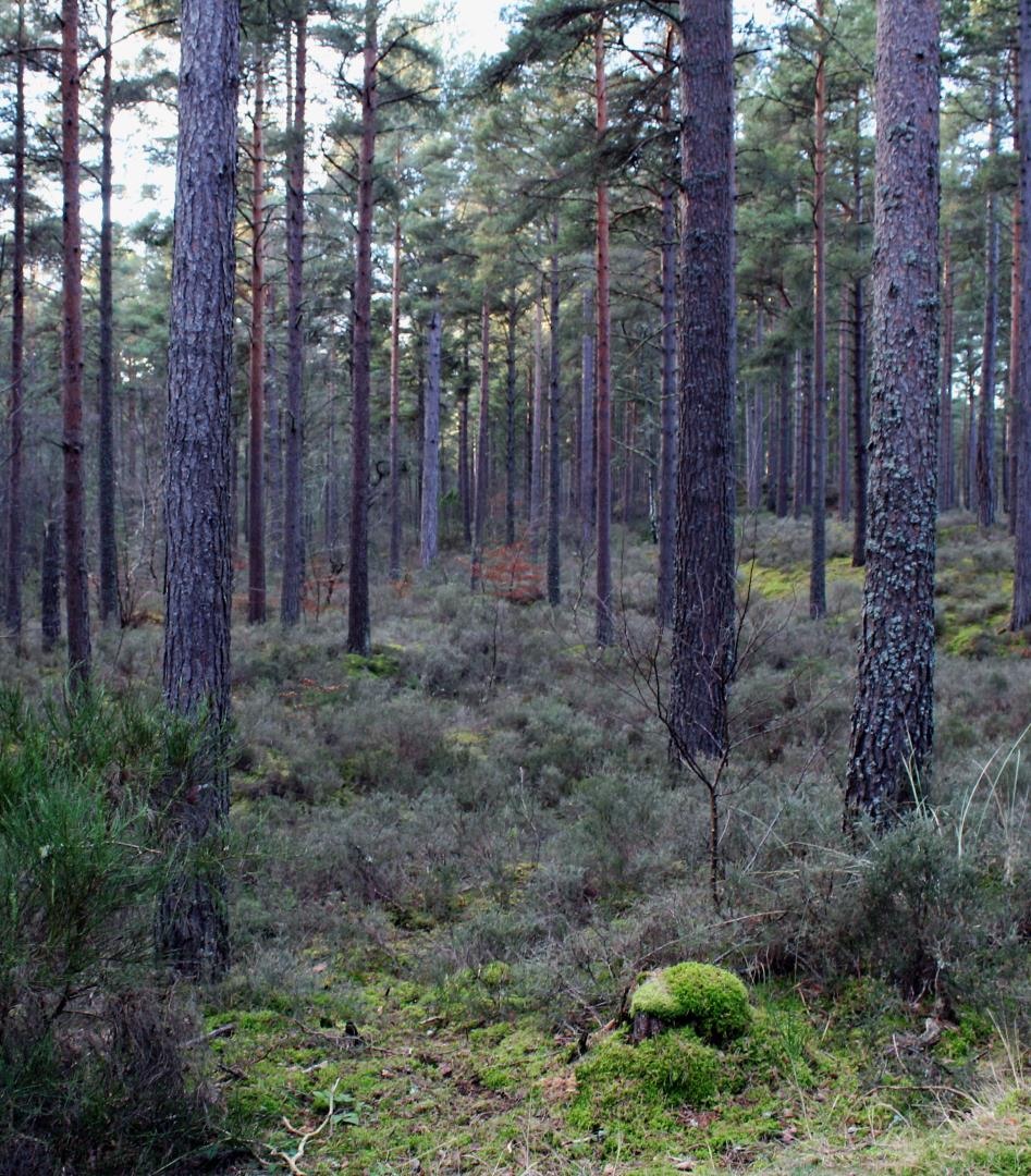 The former village of Culbin in Moray has now been replaced by forestry.