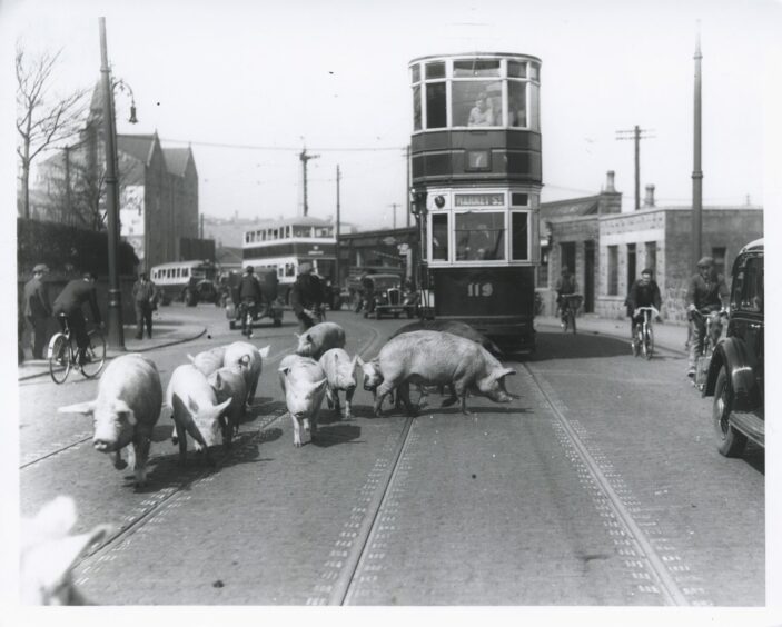 These pigs were making their escape from nearby Kittybrewster Mart in 1950 and seemed to be unconcerned that they were in more imminent danger from a Market Street tram.