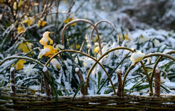 "Daffodil Snow" has fallen on the hills around Longtown in South Herefordshire on Thursday morning as the UK experiences a Spring freeze this week, South Herefordshire. Chas Breton/Shutterstock.