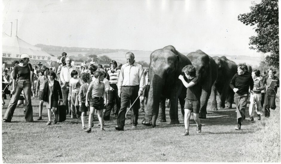The Indian and African elephants of Sir Robert Fossett's Circus when they paraded in Caird Park.