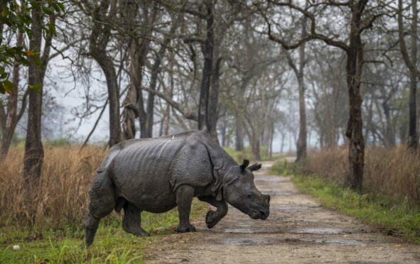 A one-horned rhinoceros crosses a road meant for safaris in Kaziranga national park, in the north-eastern state of Assam, India. Nearly 400 men using 50 domesticated elephants and drones scanned the park's 500 square kilometres (190 square miles) territory in March and found the rhinos' numbers increased more than 12%, neutralizing a severe threat to the animals from poaching gangs and monsoon flooding. AP Photo/Anupam Nath.