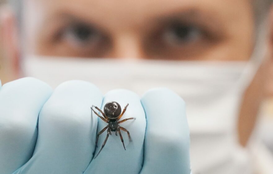 Previously unissued photo of Dr Michel Dugon of the Venom Lab at National University of Ireland Galway with a Noble False Widow (Steatoda Nobilis) spider. Scientists in Galway have published the first record of a noble false widow spider feeding on a protected species of bat in the UK. Picture by PA.