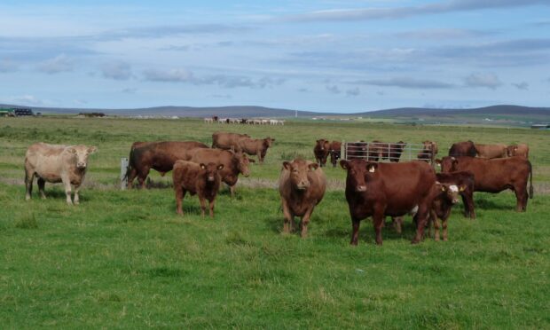 Bovines in a field