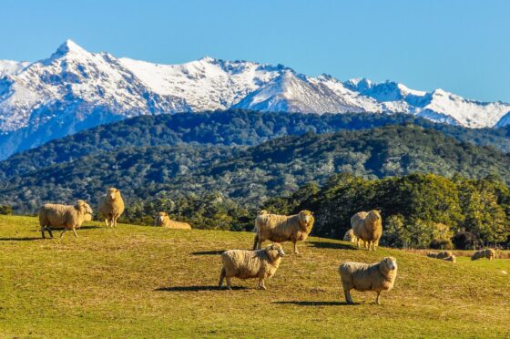 Sheep production in New Zealand.