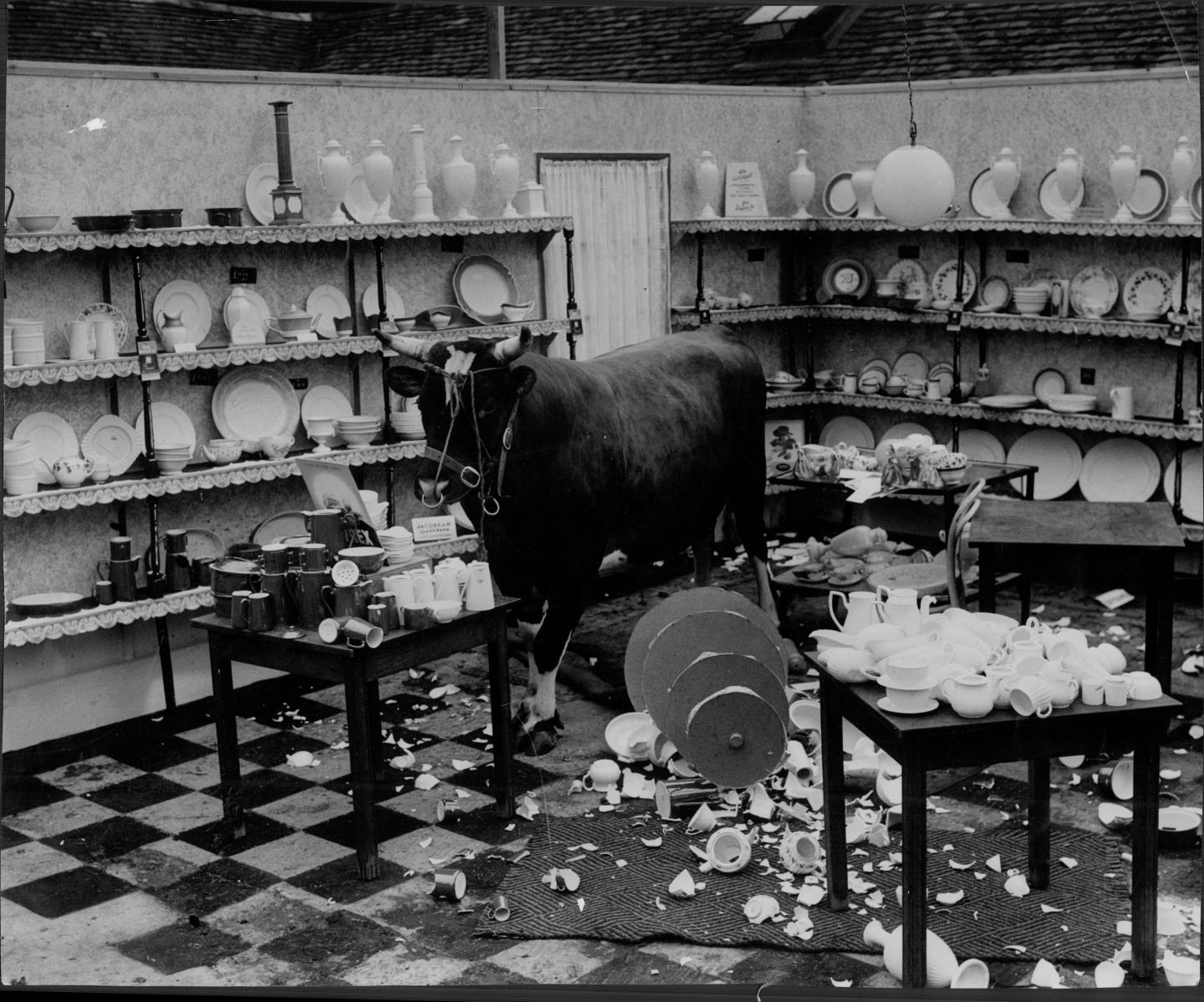 A picture of a bull in a china shop