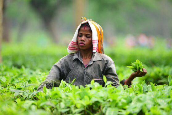 A worker picks tea leaves at a tea garden in Nagaon district of India's north-eastern state of Assam. Xinhua/Shutterstock.