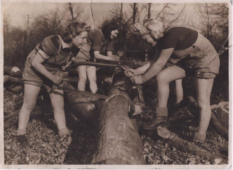 Women at work cross-sawing a tree trunk.