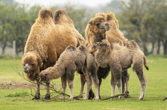 Bactrian camels back, from left, Kanika and Darcy, with new born calves, from left, Olive and Lilibet as they explore their new surroundings at the Yorkshire Wildlife Park, in Doncaster. The park's Wildlife Foundation has been instrumental in efforts to restore the Bactrian camel numbers and funded a project releasing six into the wild, 600 kilometres from their breeding centre near the Mongolia-China border. The Foundation has subsequently been funding local community education about the rare wild camels at education centres in Mongolia. Danny Lawson/PA Wire.