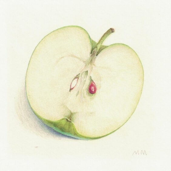 Macgregor began working with fruit in the 1980s