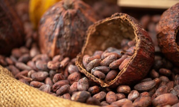 Cocoa beans used to make dark chocolate.