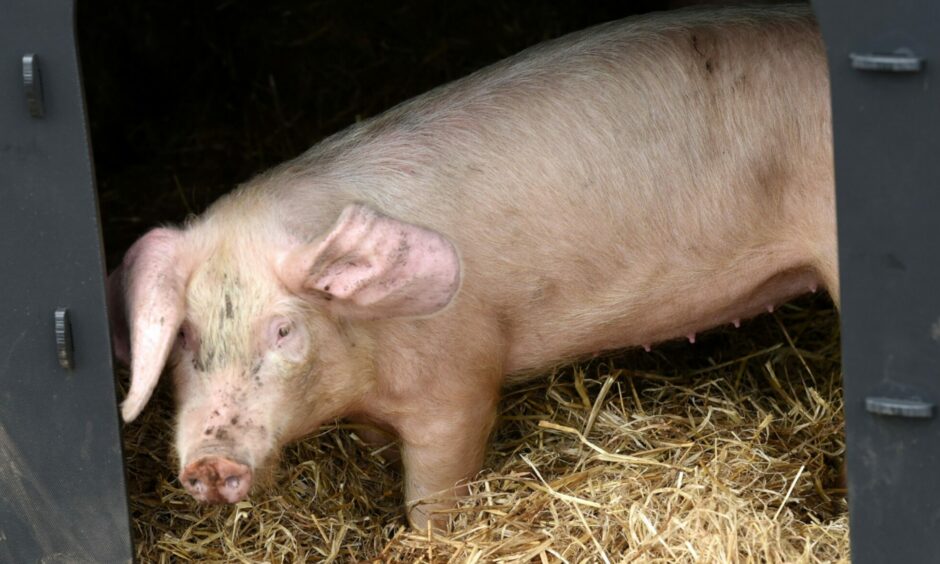 One of the rare breed pigs - the British Lop on the farm.