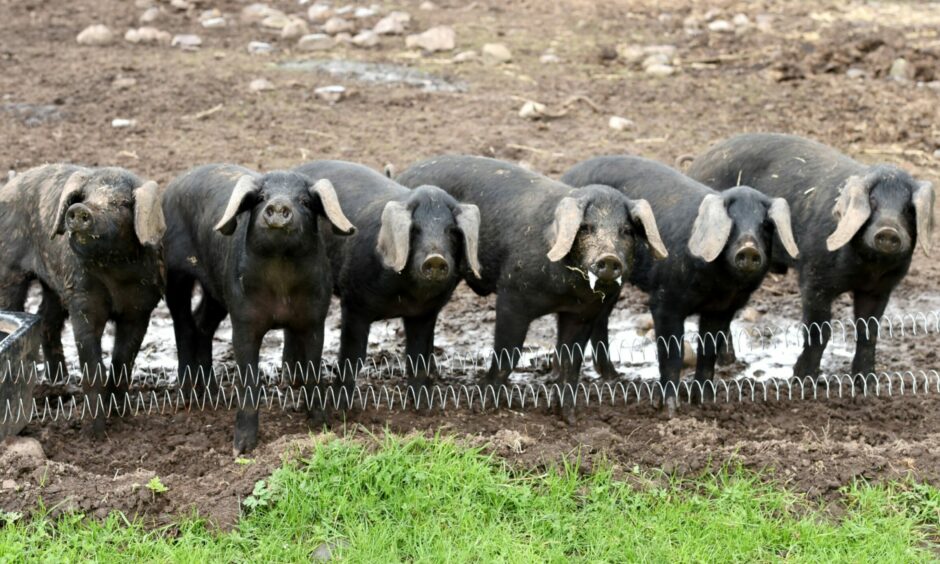 Large Black rare breed pigs