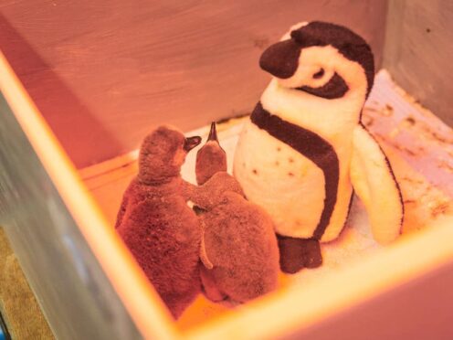 Penguin chicks under heat lamps at ZSL London Zoo (ZSL/PA)