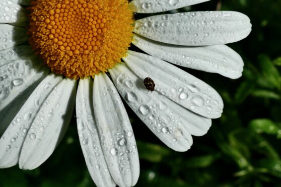 Raindrops and insects share the petals on the oxeye daisy flowers after a night of heavy raining