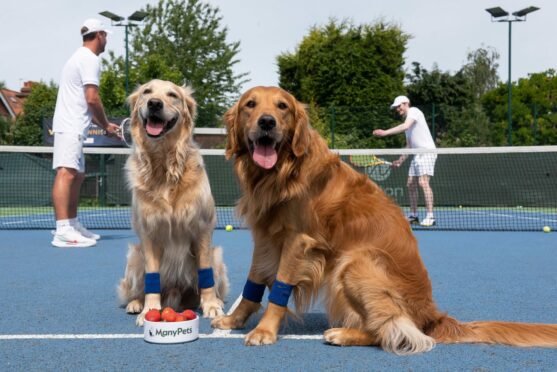 Dogs Daisy, Huxley, Dennis and Hugo take part in training at Wilton Tennis Club, Wimbledon in preparation for a summer of tennis.