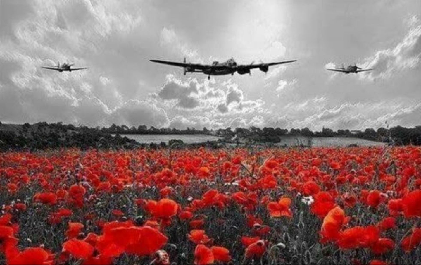Planes flying over a field of red flowers.