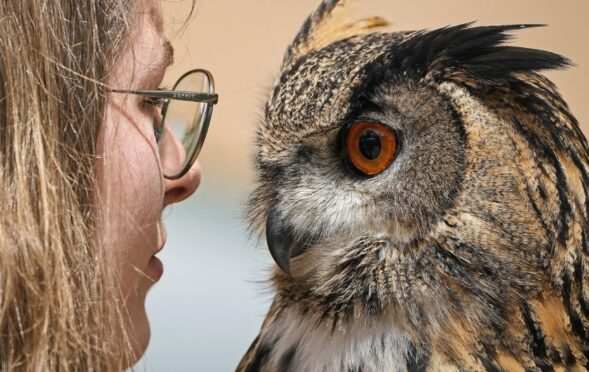 Falconer Laura looking into the eyes of Hugo, a Eurasian eagle-owl