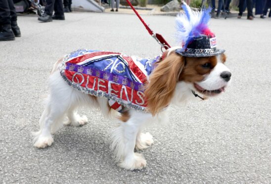A dog wears a 70th Anniversary Queen Jubilee jacket during the Royal Cornwall show