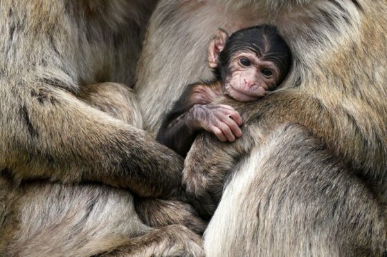 A baby macaque, named Fia by her keepers, with its mother Liberty and father Phil at Blair Drummond Safari and Adventure Park, near Stirling.