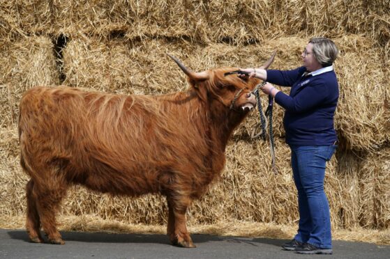 Rosemary Hunter combs Alice 2nd of Hunters at the Royal Highland Centre in Ingliston, Edinburgh, ahead of the Royal Highland Show.
