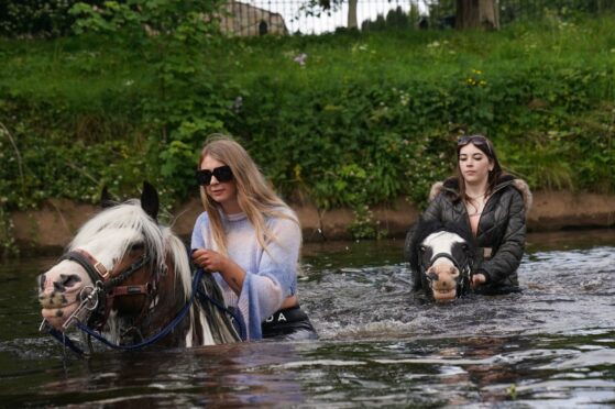 Horses bathe in the River Eden at the Horse Fair in Appleby