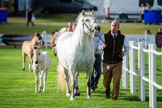 A handler leads his horse through the show ground.