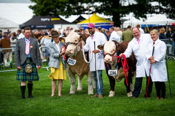 Champion and reserve in the Hereford cattle.