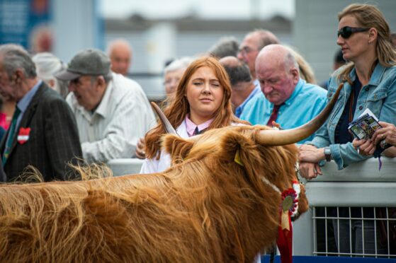 One of the handlers with her Highland.
