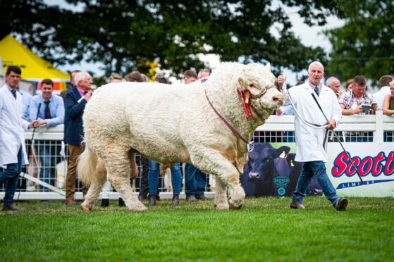 Charolais champion, Catalogue number 2820, Maerdy Morwr from AJR farms.