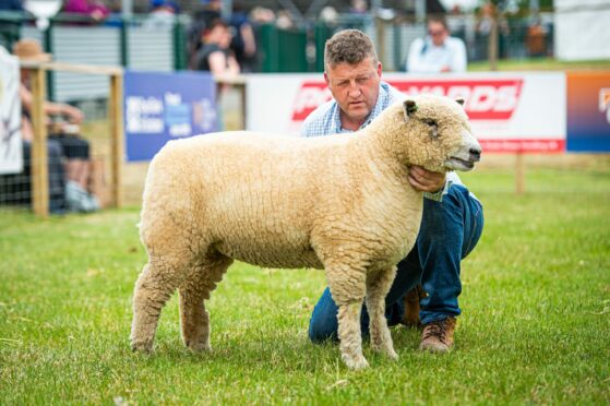 The Ryeland sheep champion, C a shearling ewe, owned by Andy and Wendy Frazier of Fife.