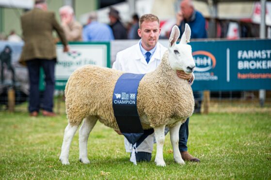 Border Leicester champion, a gimmer from Tom Tennant, Selkirk.