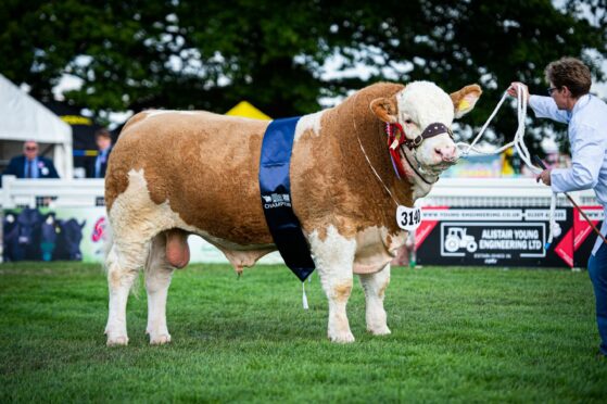 Beef breeder continental champion, catalogue number 3140, Blackford Local Hero, by WG McPherson, Inverness-Shire.