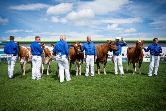 Ayrshire cows and their handlers during dairy judging.