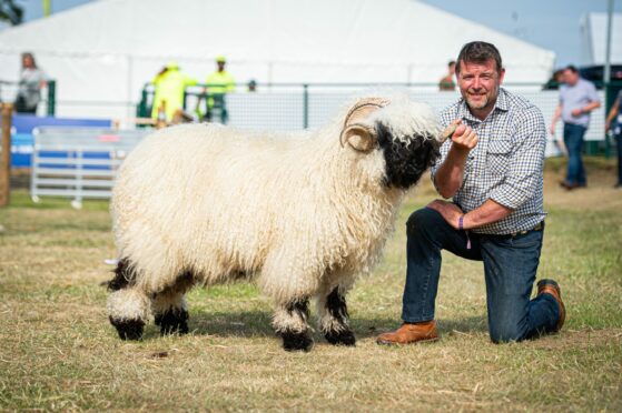 Raymond Irvine with his champion Valais Blacknose on day two of the Royal Highland Show.