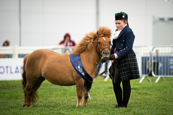 Laura McLean showing her Shetland pony, during the Young Handlers competition. 