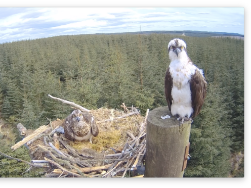 Mr and Mrs YA – the prolific osprey breeders on their nest in Northumberland’s Kielder Forest (Forestry England/PA)
