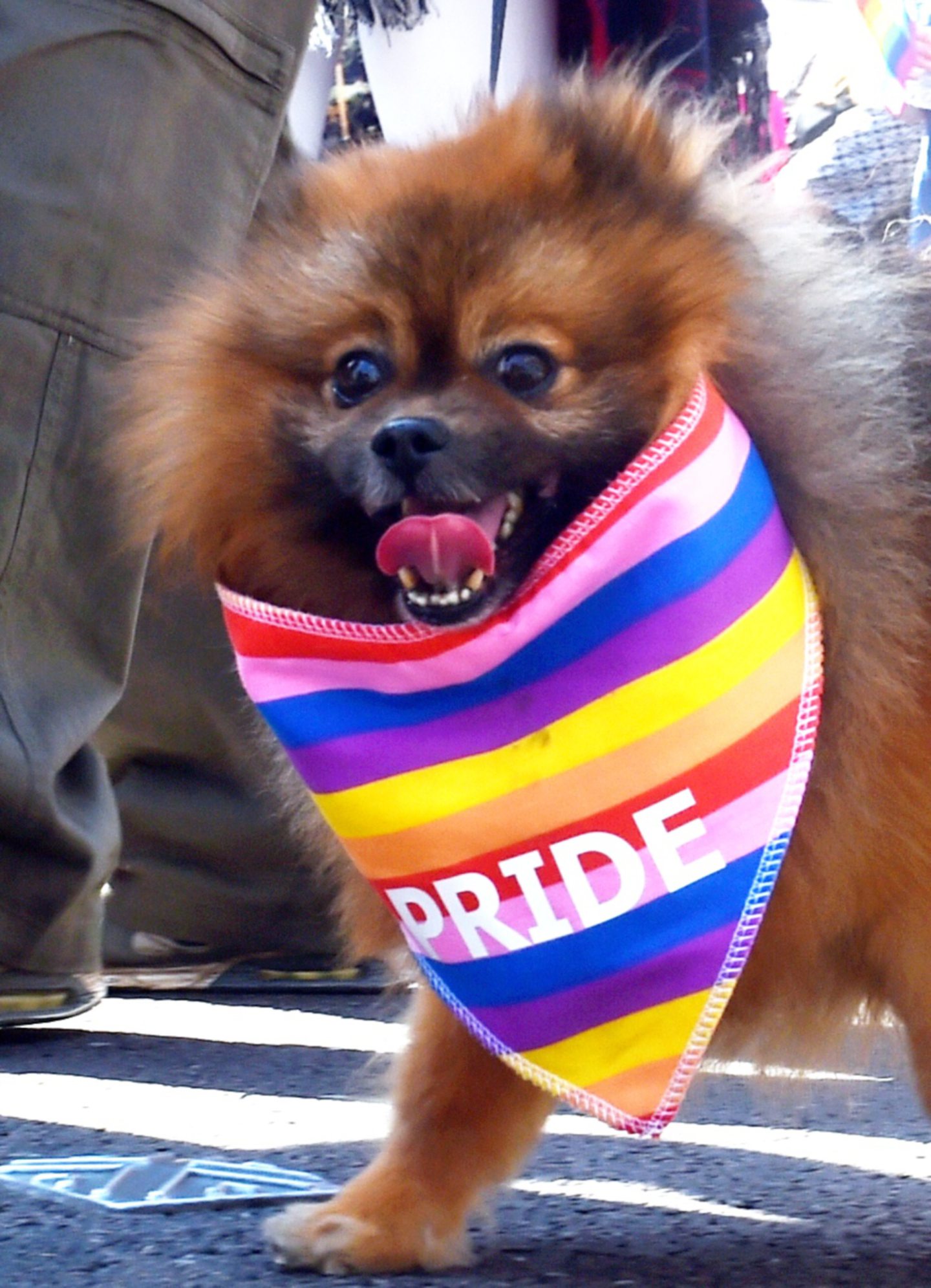 Plenty of dogs were seen decked out in rainbow coloured collars.