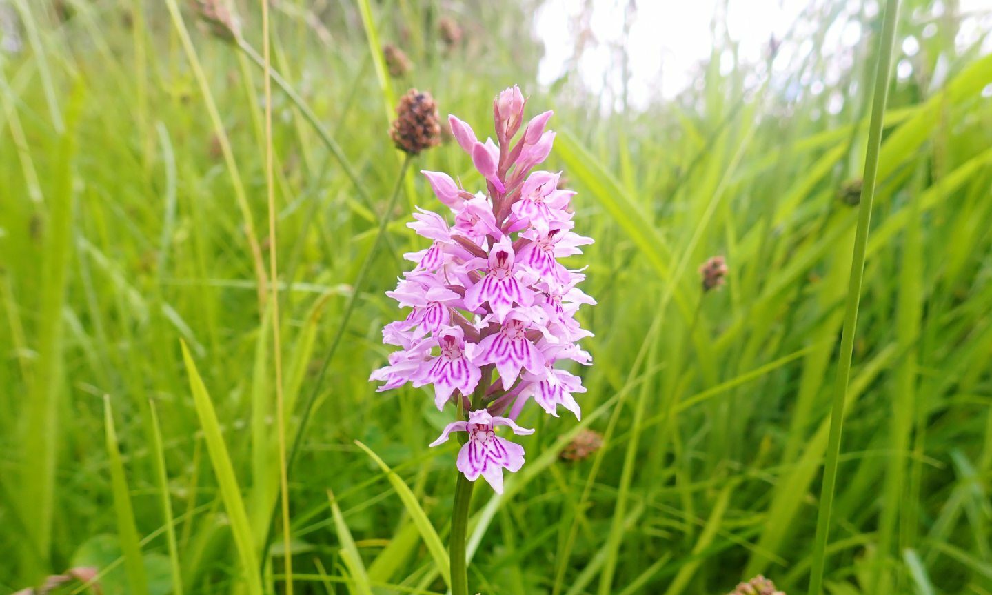 Enchanted by the fantastic thing about a summer season meadow