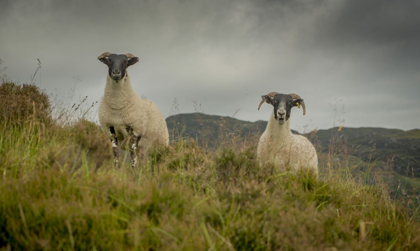 Sheep producers call for their work to be recognised - Vimarsana News
